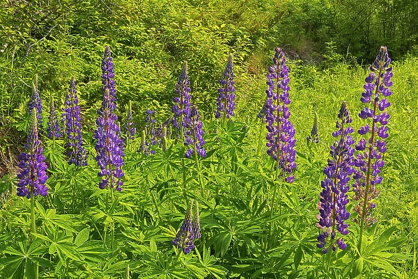 Lupines on Kendall Inlet Road Clearwater Bay, Ontario, Canada