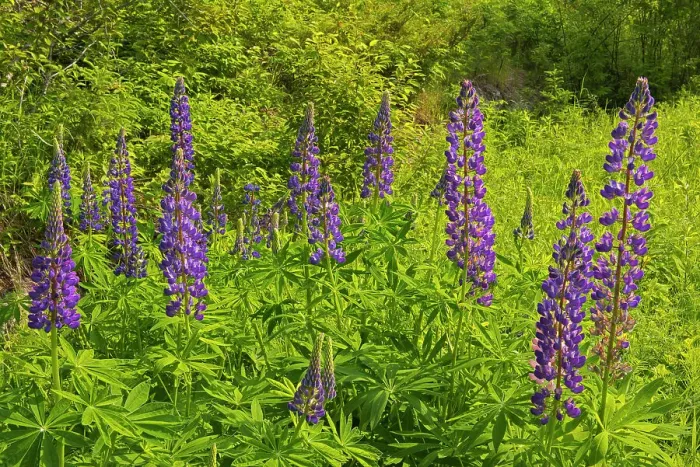 Framed Print : Lupines on Kendall Inlet Road Clearwater Bay, Ontario, Canada Framed Print : Lupines on Kendall Inlet Road Clearwater Bay, Ontario, Canada