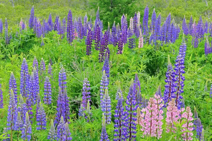 Framed Print : Lupines (Lupinus sp. ) blossoms Lunenberg, Nova Scotia, Canada Framed Print : Lupines (Lupinus sp. ) blossoms Lunenberg, Nova Scotia, Canada