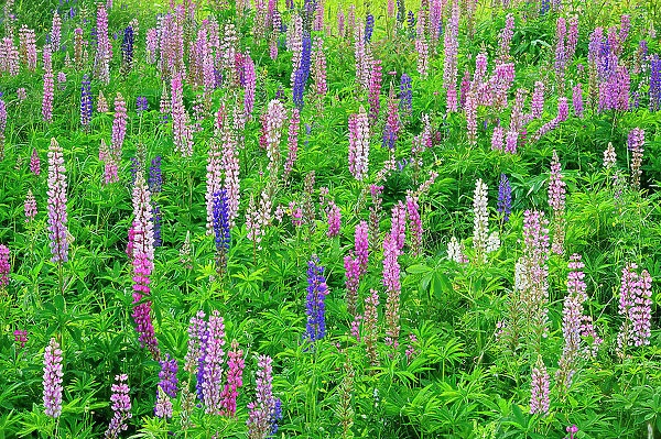 Lupines (Lupinus sp.) blossoms Thunder Bay, Ontario, Canada