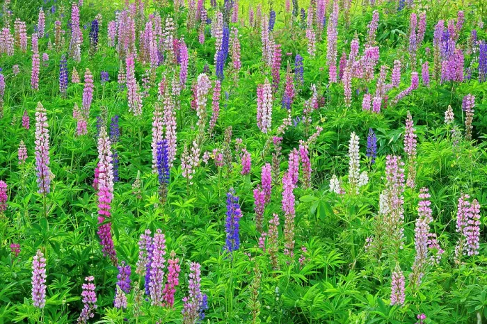 Framed Print : Lupines (Lupinus sp.) blossoms Thunder Bay, Ontario, Canada Framed Print : Lupines (Lupinus sp.) blossoms Thunder Bay, Ontario, Canada