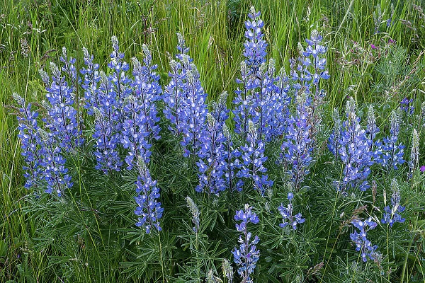 Lupines (Lupinus sp. ) on the Fescue Prairie. Waterton National Park, Alberta, Canada