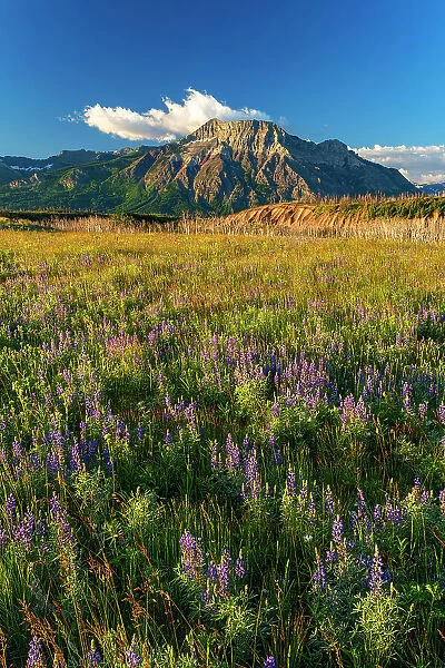 Lupines (Lupinus sp. ) and other wildflowers on the Fescue Prairie. Vimy Peak on the right. Waterton Lakes National Park, Alberta, Canada
