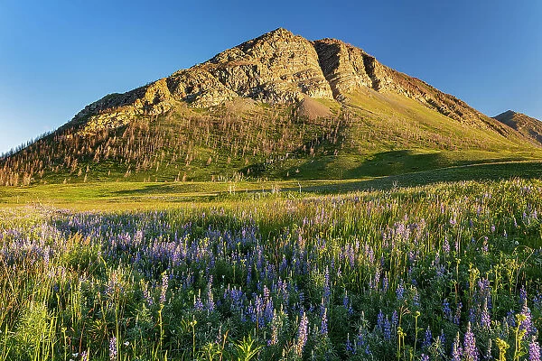 Lupines (Lupinus sp. ) and other wildflowers on the Fescue Prairie and the Canadian Rockies. Waterton Lakes National Park, Alberta, Canada