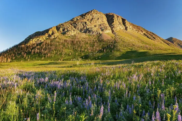 Framed Print : Lupines (Lupinus sp. ) and other wildflowers on the Fescue Prairie and the Canadian Rockies. Waterton Lakes National Park, Alberta, Canada Framed Print : Lupines (Lupinus sp. ) and other wildflowers on the Fescue Prairie and the Canadian Rockies. Waterton Lakes National Park, Alberta, Canada
