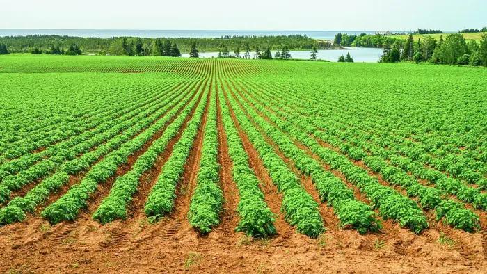 Framed Print : Lupines and potato fields, Basin Head, PEI Prince Edward Island, Canada Framed Print : Lupines and potato fields, Basin Head, PEI Prince Edward Island, Canada