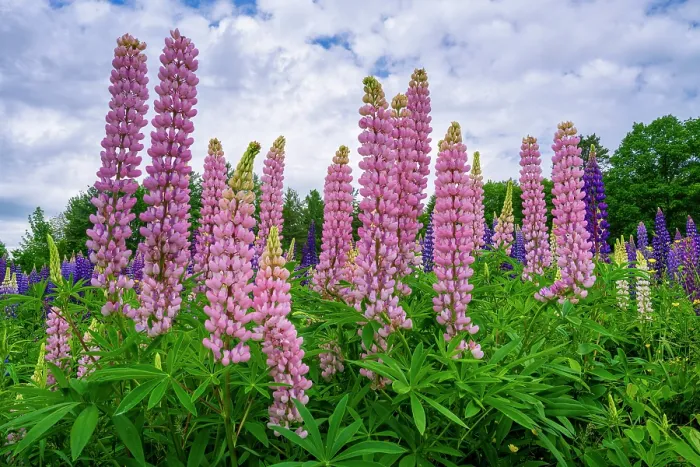 Framed Print : Lupines at Sugar Hill, White Mountain National Forest, New Hampshire, USA Framed Print : Lupines at Sugar Hill, White Mountain National Forest, New Hampshire, USA
