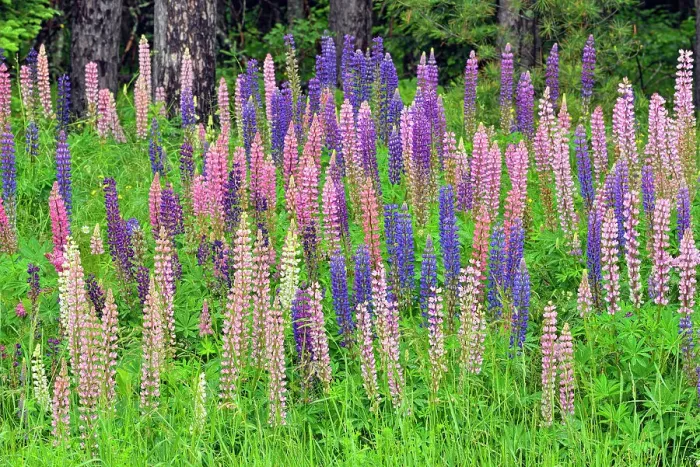 Framed Print : Lupines by the side of the road, Chequamegon National Forest, Hwy 77, Wisconsin, USA Framed Print : Lupines by the side of the road, Chequamegon National Forest, Hwy 77, Wisconsin, USA