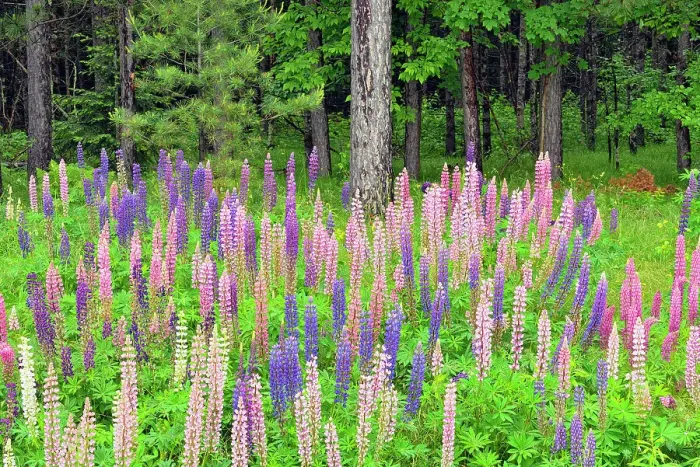 Framed Print : Lupines by the side of the road, Chequamegon National Forest, Hwy 77, Wisconsin, USA Framed Print : Lupines by the side of the road, Chequamegon National Forest, Hwy 77, Wisconsin, USA