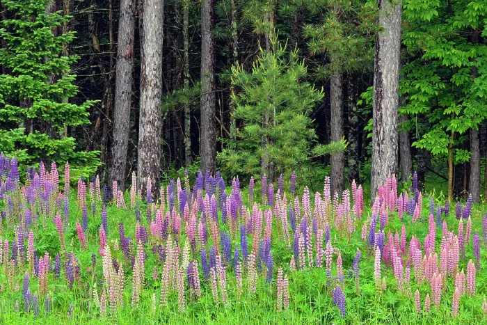 Framed Print : Lupines by the side of the road, Chequamegon National Forest, Hwy 77, Wisconsin, USA Framed Print : Lupines by the side of the road, Chequamegon National Forest, Hwy 77, Wisconsin, USA