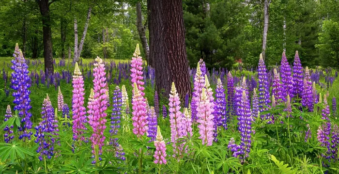 Framed Print : Lupines around tree, Pearl Lake, White Mountain National Forest, New Hampshire, USA Framed Print : Lupines around tree, Pearl Lake, White Mountain National Forest, New Hampshire, USA