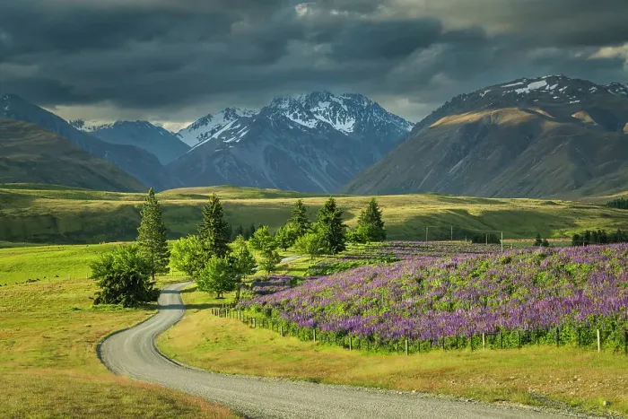 Framed Print : Lupins Alongside Godley Peaks Road, Tekapo, Canterbury, South Island, New Zealand Framed Print : Lupins Alongside Godley Peaks Road, Tekapo, Canterbury, South Island, New Zealand