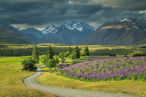 Lupins Alongside Godley Peaks Road, Tekapo, Canterbury, South Island, New Zealand
