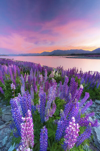 Lupins in bloom by the lake at dawn at Tekapo, New Zealand