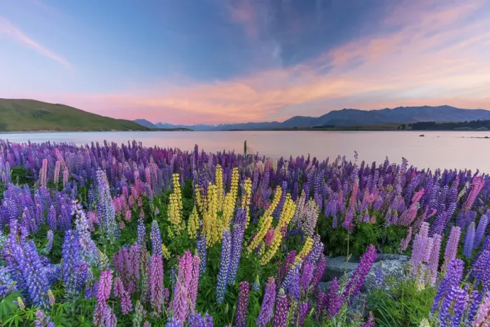 Framed Print : Lupins in bloom by the lake at dawn at Tekapo, New Zealand Framed Print : Lupins in bloom by the lake at dawn at Tekapo, New Zealand