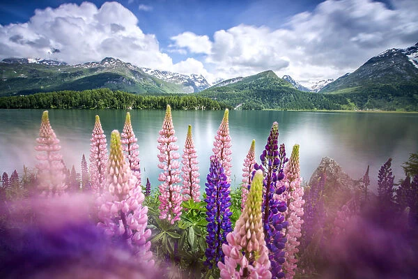 Lupins in bloom on the shores of the Lake of Sils shaken by a strong wind. Sils, Engadine
