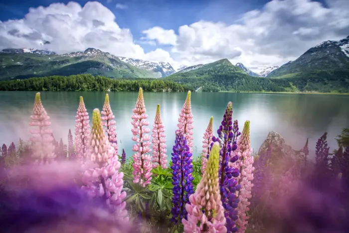 Framed Print : Lupins in bloom on the shores of the Lake of Sils shaken by a strong wind. Sils, Engadine Framed Print : Lupins in bloom on the shores of the Lake of Sils shaken by a strong wind. Sils, Engadine