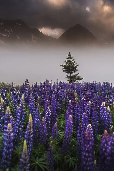 Lupins growing wild Parque National des Ecrins, French Alps, France