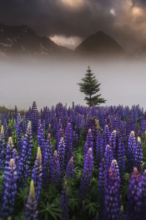 Framed Print : Lupins growing wild Parque National des Ecrins, French Alps, France