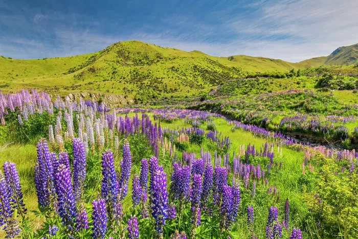 Framed Print : Lupins in Lindis Pass, Otago, South Island, New Zealand