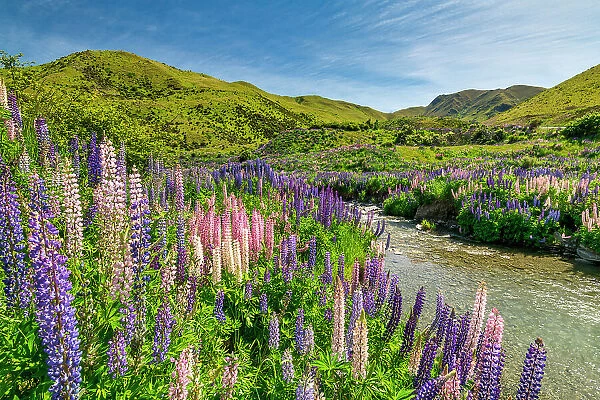 Lupins in Lindis Pass, Otago, South Island, New Zealand