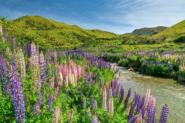 Framed Print : Lupins in Lindis Pass, Otago, South Island, New Zealand Framed Print : Lupins in Lindis Pass, Otago, South Island, New Zealand