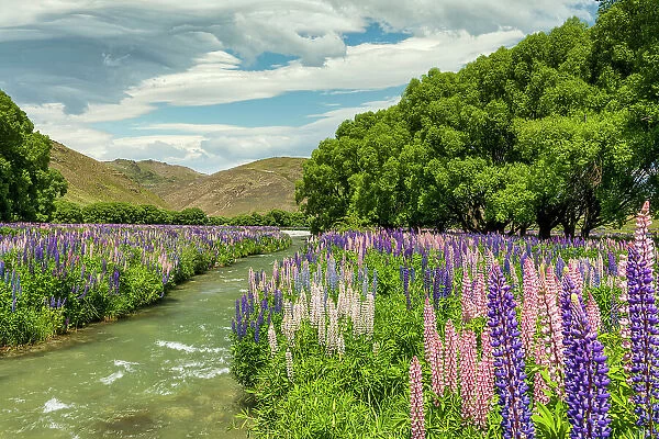 Lupins in Lindis Valley, Otago, South Island, New Zealand