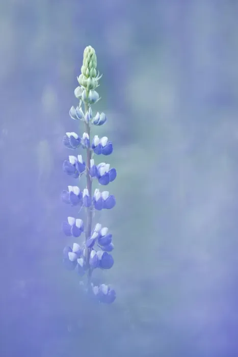 Framed Print : Lupins (Lupinus nootkatensis) Triglav national Park, Julian Alps, Gorenjska, Slovenia