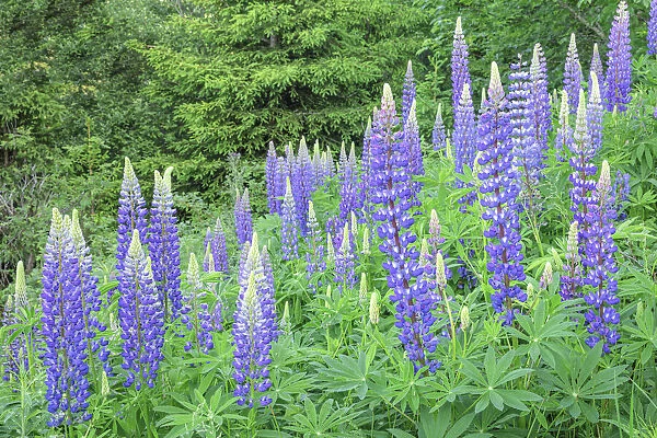 Lupins (Lupinus polyphyllus) near Schluchsee Lake, Black Forest, Baden-Wurttemberg, Germany