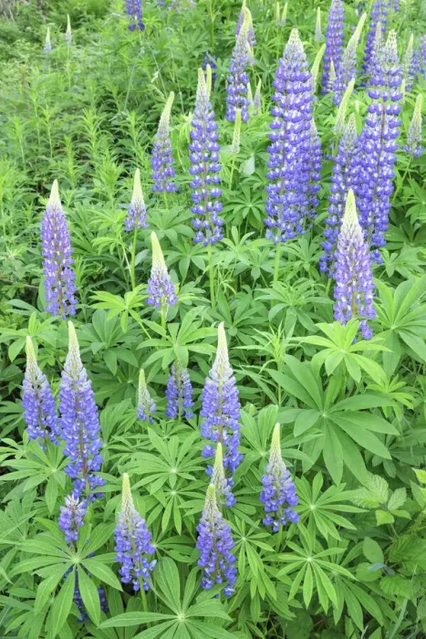 Framed Print : Lupins (Lupinus polyphyllus) near Schluchsee Lake, Black Forest, Baden-Wurttemberg, Germany