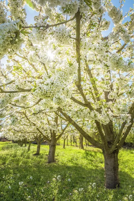 Framed Print : Lush blooming cherry trees near Frauenstein, Wiesbaden, Hesse, Germany Framed Print : Lush blooming cherry trees near Frauenstein, Wiesbaden, Hesse, Germany