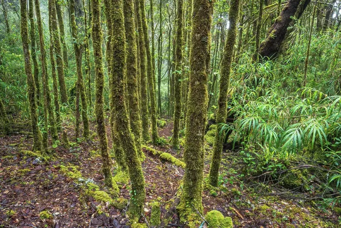 Framed Print : Lush Cloud Forest Habitat, Costa Rica