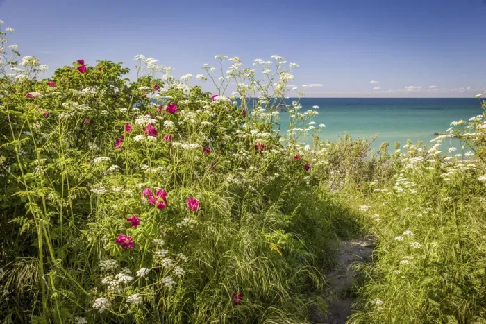Framed Print : Lush flowering embankment in Ahrenshoop, Mecklenburg-Western Pomerania, Northern Germany Framed Print : Lush flowering embankment in Ahrenshoop, Mecklenburg-Western Pomerania, Northern Germany