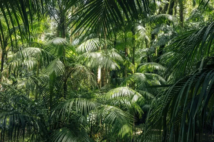 Framed Print : Lush Foliage, green palms and tropical vegetation. Azores, Portugal Framed Print : Lush Foliage, green palms and tropical vegetation. Azores, Portugal
