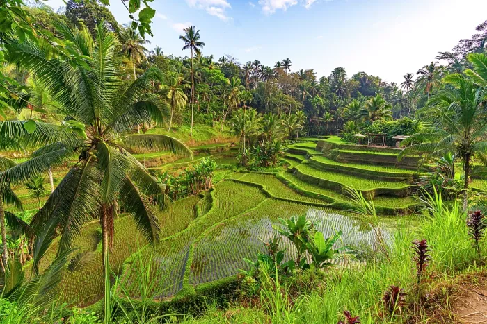 Framed Print : Lush palm trees and terraced fields, Ubud, Bali, Indonesia Framed Print : Lush palm trees and terraced fields, Ubud, Bali, Indonesia
