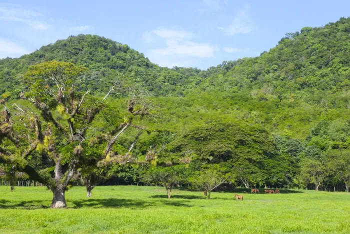 Framed Print : Lush Rural Landscape near Reach Falls, St. Elizabeth Parish, Jamaica, Caribbean Framed Print : Lush Rural Landscape near Reach Falls, St. Elizabeth Parish, Jamaica, Caribbean