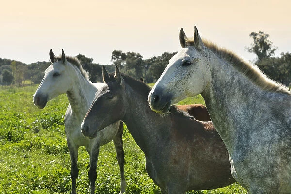Lusitano portuguese horses in Rio Frio. A purebreed of Portugal