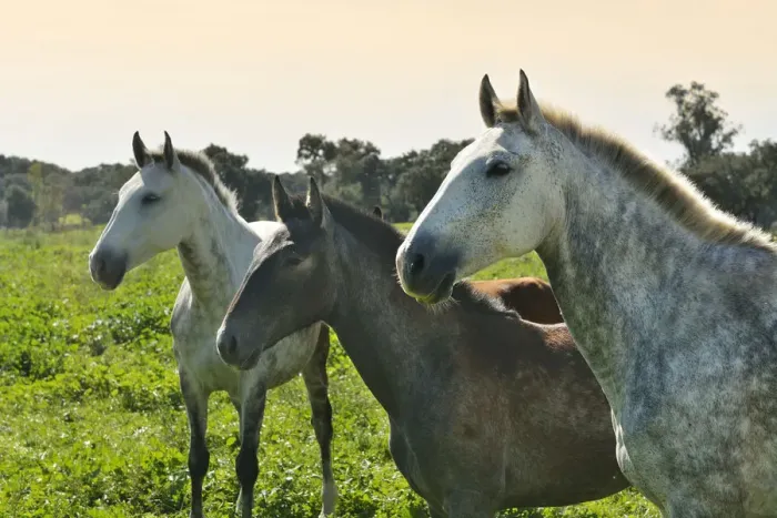 Framed Print : Lusitano portuguese horses in Rio Frio. A purebreed of Portugal Framed Print : Lusitano portuguese horses in Rio Frio. A purebreed of Portugal