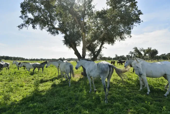 Framed Print : Lusitano portuguese horses in Rio Frio. A purebreed of Portugal Framed Print : Lusitano portuguese horses in Rio Frio. A purebreed of Portugal