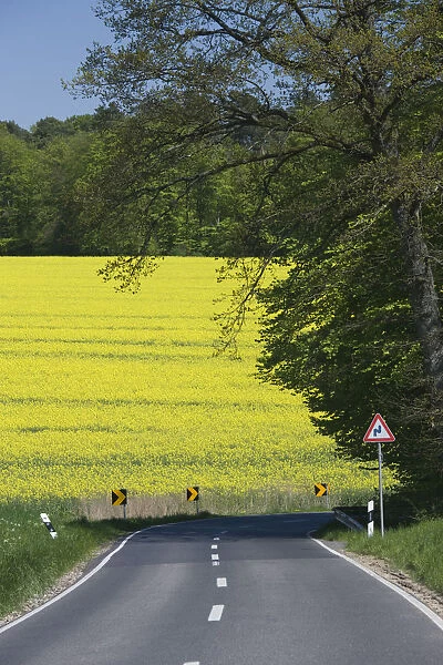 Luxembourg, Mullerthal, mustard field, spring