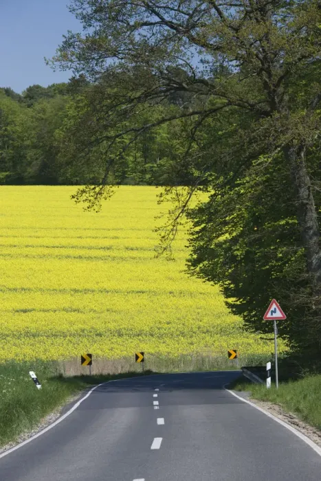 Framed Print : Luxembourg, Mullerthal, mustard field, spring Framed Print : Luxembourg, Mullerthal, mustard field, spring