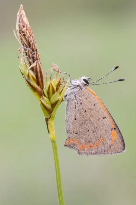 Framed Print : Lycaena phlaeas, Casareggio, Liguria, Italy