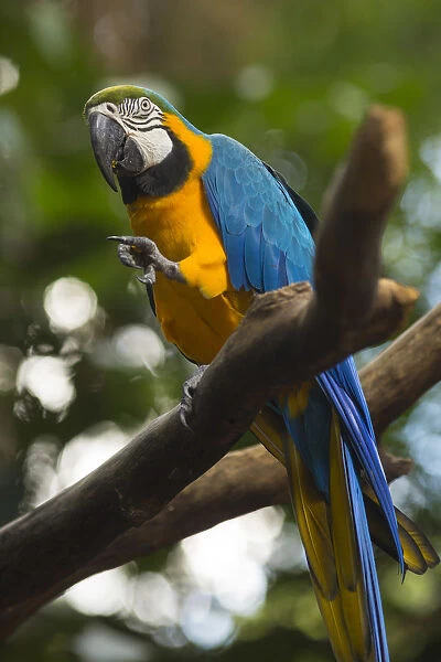 Macaw in the Parque das Aves (bird park), Iguacu Falls, Parana State, Brazilparrot