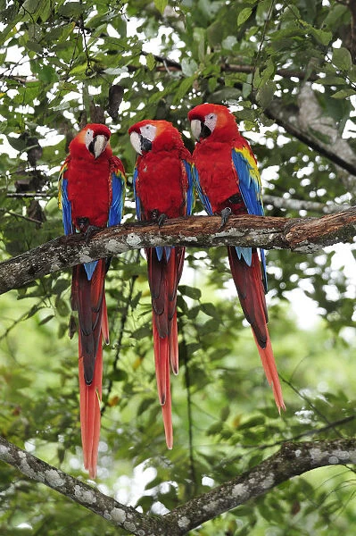 Three Macaw parrots perched on branch, Copan Ruinas, Central America, Honduras