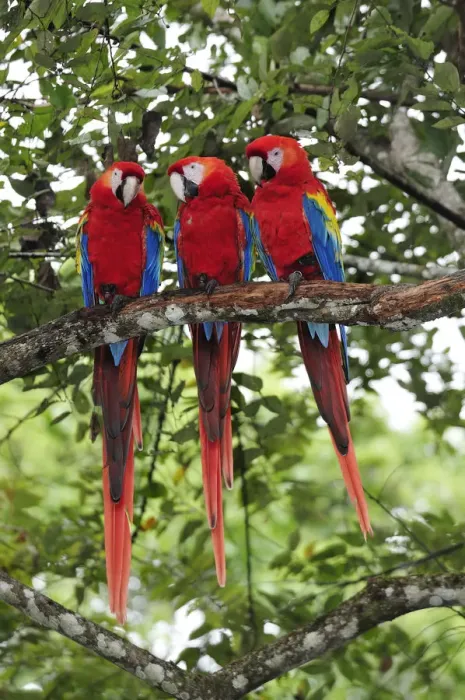 Framed Print : Three Macaw parrots perched on branch, Copan Ruinas, Central America, Honduras Framed Print : Three Macaw parrots perched on branch, Copan Ruinas, Central America, Honduras