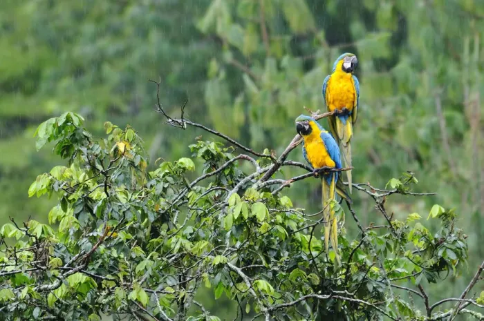 Framed Print : Two Macaws perched on a branch, Terradentro, Colombia, South America Framed Print : Two Macaws perched on a branch, Terradentro, Colombia, South America