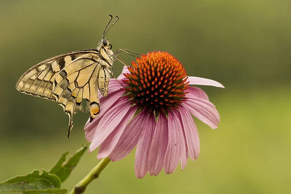 Machaon butterfly is waiting for the heat of the morning sun on a flower with red pistils
