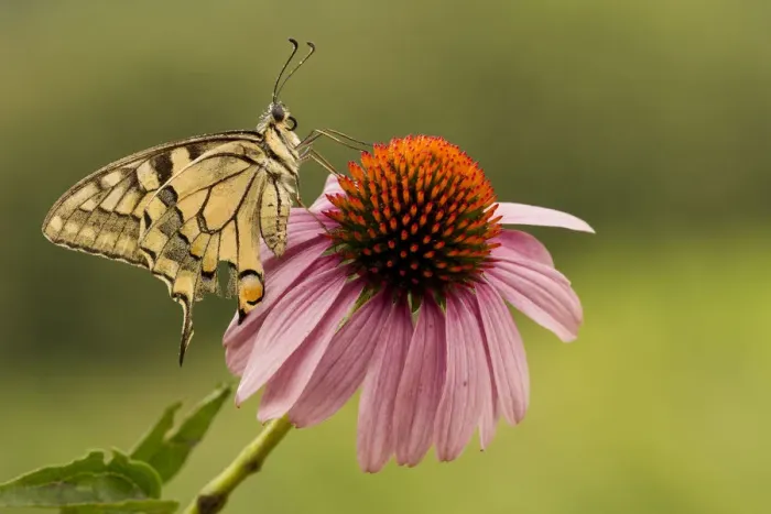 Framed Print : Machaon butterfly is waiting for the heat of the morning sun on a flower with red pistils Framed Print : Machaon butterfly is waiting for the heat of the morning sun on a flower with red pistils