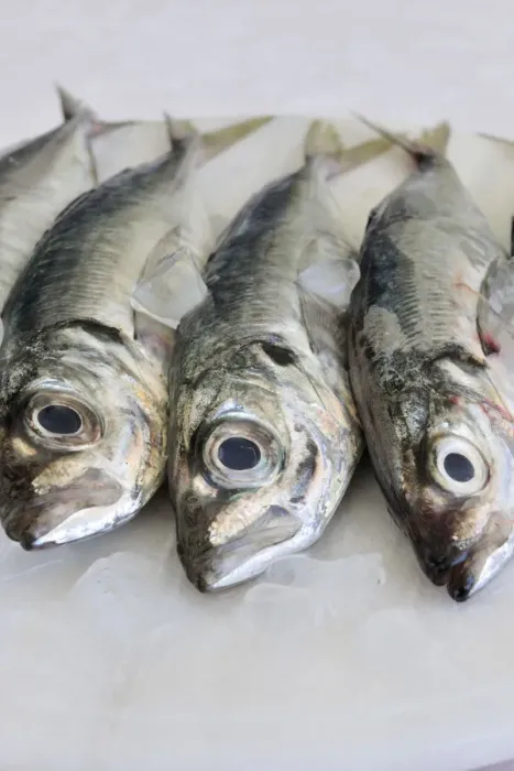 Framed Print : Mackerel Framed Print : Mackerel