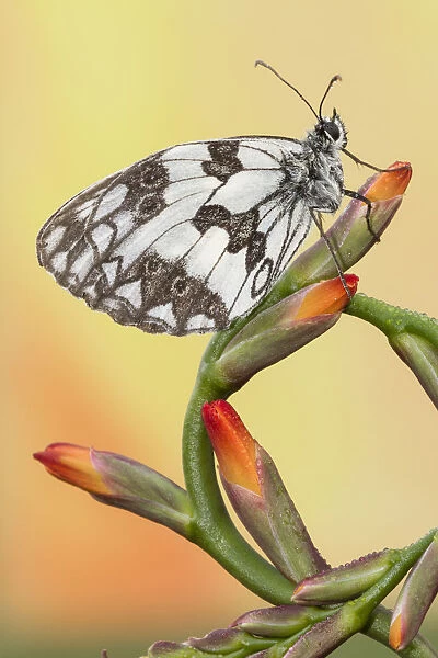 Macro of Marbled White butterfly or Melanargia galathea on a red flower. Lombardy, Italy